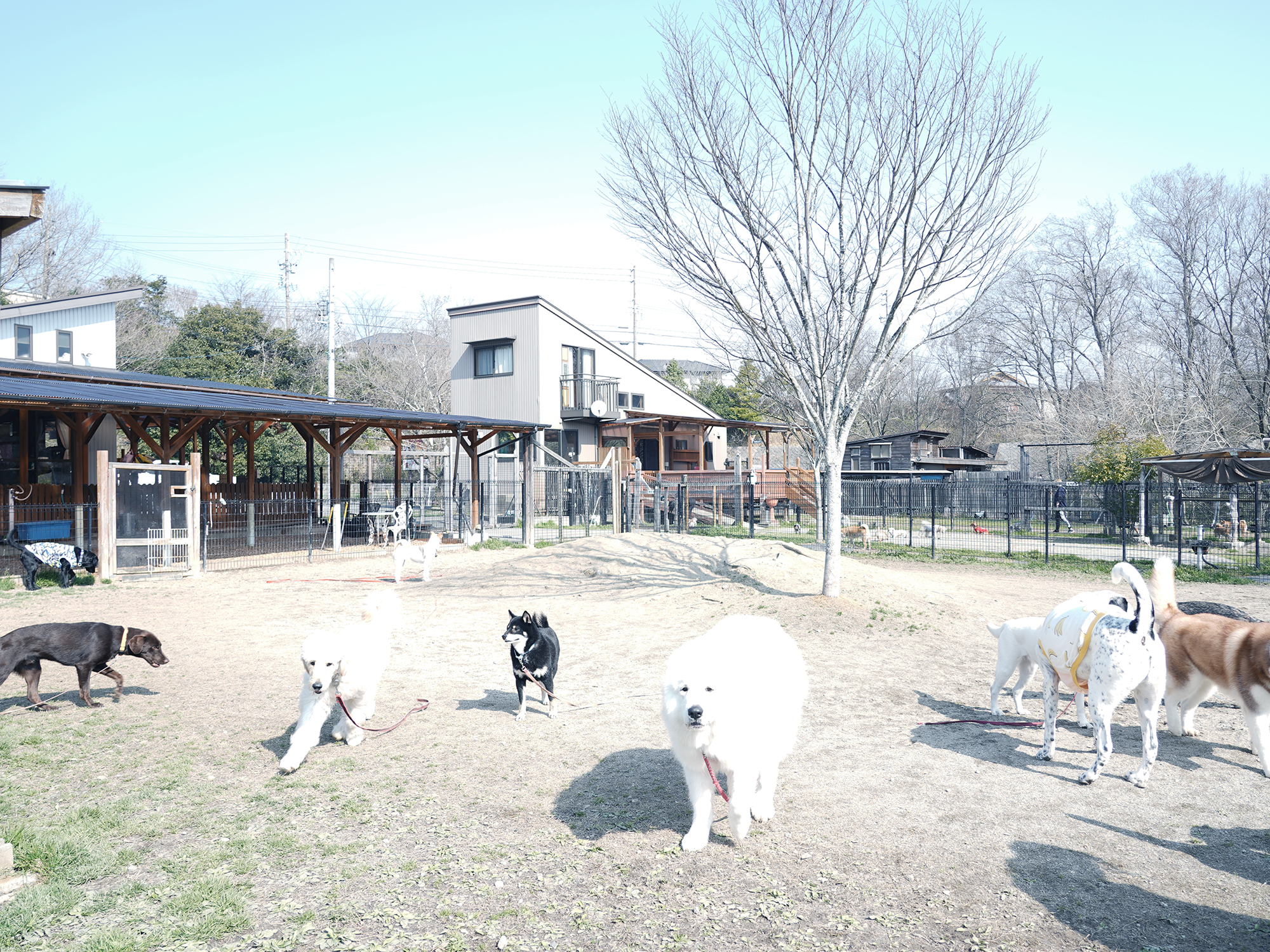 トータルドッグケア ティンカーベル
